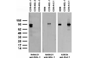 Adult rat brain membrane (RBM) and transfected cell immunoblot: extracts of RBM and COS cells transiently transfected with Myc-tagged NGL-1, NGL-2, NGL-3 or untagged Kv2.