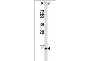 SPINK8 Antibody (C-term) (ABIN656529 and ABIN2845794) western blot analysis in K562 cell line lysates (35 μg/lane). (SPINK8 抗体  (C-Term))