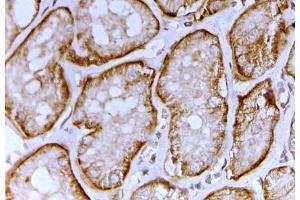 SLC26A1 antibody (2 ug/ml) staining of paraffin embedded Human Kidney. (SLC26A1 抗体  (AA 685-698))