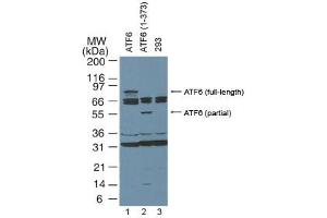 ATF6 Western Blot. (ATF6 抗体  (N-Term))