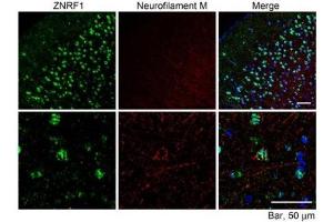 ZNRF1 Antibody (10µg/ml) staining of paraffin embedded Mouse Cerebral Cortex. (ZNRF1 抗体)