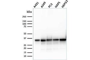 Western Blot Analysis of Human A431, A549, PC3, HAP1, HePG2, cell lysate using APEX Nuclease I Mouse Monoclonal Antibody (CPTC-APEX1-2). (SHP1 抗体)