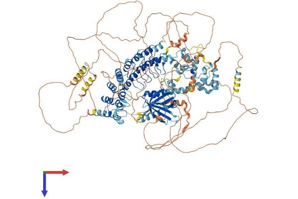 ANKS1B Protein (AA 1-1248) (His tag)