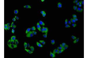 Immunofluorescence staining of HepG2 cells with ABIN7161080 at 1:100, counter-stained with DAPI.