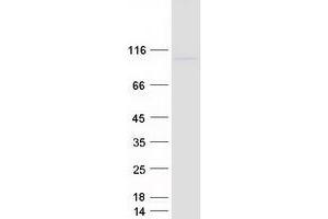 Western Blotting (WB) image for Collectin Sub-Family Member 12 (COLEC12) protein (Myc-DYKDDDDK Tag) (ABIN2712437)
