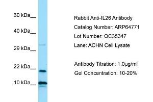 Western Blotting (WB) image for anti-Interleukin 26 (IL26) (N-Term) antibody (ABIN2774408)