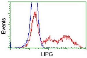 Flow Cytometry (FACS) image for anti-Lipase, Endothelial (LIPG) antibody (ABIN1499168) (LIPG 抗体)