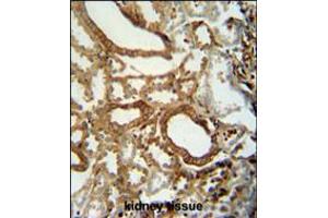 INSC antibody immunohistochemistry analysis in formalin fixed and paraffin embedded human kidney tissue followed by peroxidase conjugation of the secondary antibody and DAB staining. (INSC 抗体  (C-Term))