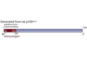 Image no. 3 for anti-Dynactin 1 (DCTN1) (AA 3-202) antibody (ABIN967996) (Dynactin 1 抗体  (AA 3-202))