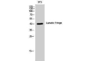 Western Blotting (WB) image for anti-LFNG O-Fucosylpeptide 3-beta-N-Acetylglucosaminyltransferase (LFNG) (Internal Region) antibody (ABIN3185424) (LFNG 抗体  (Internal Region))