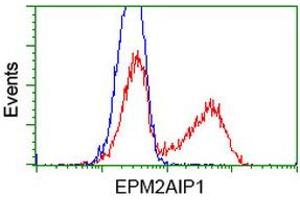 Flow Cytometry (FACS) image for anti-EPM2A (Laforin) Interacting Protein 1 (EPM2AIP1) antibody (ABIN1498044)