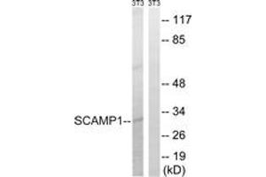 Western Blotting (WB) image for anti-Secretory Carrier Membrane Protein 1 (SCAMP1) (AA 273-322) antibody (ABIN2890608) (SCAMP1 抗体  (AA 273-322))