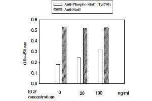 Image no. 5 for Signal Transducer and Activator of Transcription 1, 91kDa (STAT1) ELISA Kit (ABIN1981837)