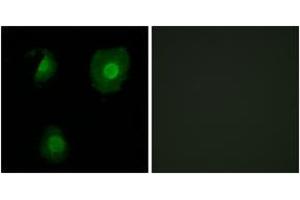 Immunofluorescence analysis of A549 cells, using EID1 Antibody. (EID1 抗体  (AA 71-120))