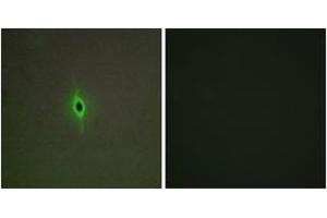 Immunofluorescence analysis of A549 cells, using 5-HT-2C Antibody. (HTR2C 抗体  (AA 161-210))