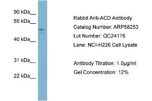WB Suggested Anti-ACD  Antibody Titration: 0. (ACD 抗体  (Middle Region))