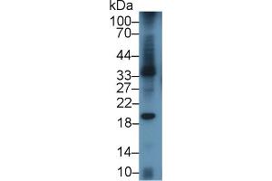 Western blot analysis of Mouse Spleen lysate, using Mouse LAB7-1 Antibody (3 µg/ml) and HRP-conjugated Goat Anti-Rabbit antibody ( (CD80 抗体  (AA 38-246))