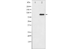 Western blot analysis of PKC theta expression in PMA treated Jurkat whole cell lysates,The lane on the left is treated with the antigen-specific peptide. (PKC theta 抗体  (C-Term))