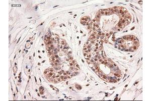 Image no. 2 for anti-Myc Proto-Oncogene protein (MYC) antibody (ABIN1497013) (c-MYC 抗体)