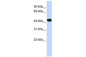 WB Suggested Anti-ADH1B Antibody Titration:  0. (ADH1B 抗体  (N-Term))