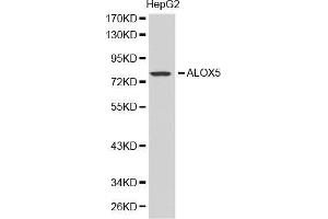Western blot analysis of extracts of HepG2 cell lines, using ALOX5 antibody. (ALOX5 抗体  (AA 1-300))