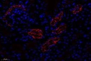 Immunofluorescent analysis of paraformaldehyde-fixed mouse kidney using,CTSV (ABIN7073348) at dilution of 1: 600 (Cathepsin L2 抗体)