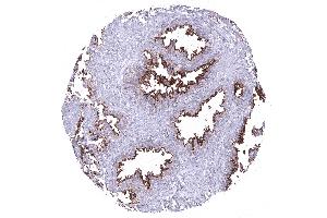 seminal vesicle (ANO1 抗体  (AA 2-101))