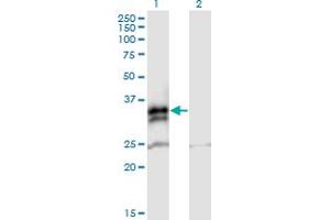 Western Blot analysis of FCN2 expression in transfected 293T cell line by FCN2 MaxPab polyclonal antibody. (Ficolin 2 抗体  (AA 1-313))