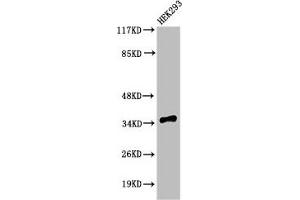 Western Blotting (WB) image for anti-Caspase 9, Apoptosis-Related Cysteine Peptidase (CASP9) (Cleaved-Asp315) antibody (ABIN7186109)