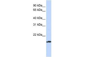 PLDN antibody used at 1 ug/ml to detect target protein. (Pallidin 抗体)
