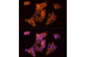 Immunofluorescence analysis of HepG2 cells using CLIC1 Rabbit pAb (ABIN6128983, ABIN6138719, ABIN6138721 and ABIN6217770) at dilution of 1:150 (40x lens). (CLIC1 抗体  (AA 42-241))