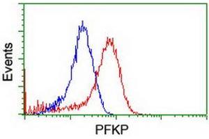 Flow cytometric Analysis of Hela cells, using anti-PFKP antibody (ABIN2455344), (Red), compared to a nonspecific negative control antibody, (Blue). (PFKP 抗体)