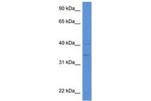 Image no. 1 for anti-Lipase A, Lysosomal Acid, Cholesterol Esterase (LIPA) (AA 42-91) antibody (ABIN6746942) (Lipase A 抗体  (AA 42-91))