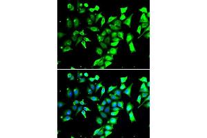 Immunofluorescence analysis of A549 cells using FKBP8 antibody. (FKBP8 抗体  (AA 60-270))