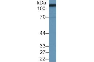 Western blot analysis of Pig Kidney lysate, using Human SLC3A2 Antibody (2 µg/ml) and HRP-conjugated Goat Anti-Rabbit antibody ( (SLC3A2 抗体  (AA 213-349))