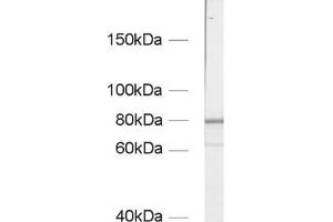 Western Blotting (WB) image for anti-Zyxin (ZYX) (AA 352-357) antibody (ABIN1742558) (ZYX 抗体  (AA 352-357))
