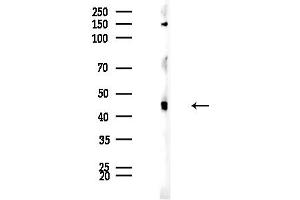 anti-Neuromedin U Receptor 1 (NMUR1) (N-Term) antibody