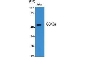 Western Blot (WB) analysis of specific cells using GSK3alpha Polyclonal Antibody. (GSK3 alpha 抗体  (Ser45))