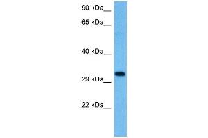 Western Blotting (WB) image for anti-KIT Ligand (KITLG) (Middle Region) antibody (ABIN2781827)