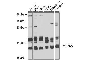 Western blot analysis of extracts of various cell lines, using MT-ND3 Antibody (ABIN6135087, ABIN6144109, ABIN6144110 and ABIN6225270) at 1:1000 dilution. (MT-ND3 抗体  (AA 1-100))