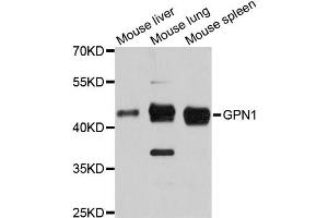 Western blot analysis of extracts of various cell lines, using GPN1 antibody (ABIN6294052) at 1:3000 dilution. (GPN1 抗体)