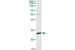C4orf43 MaxPab rabbit polyclonal antibody. (C4orf43 抗体  (AA 1-203))