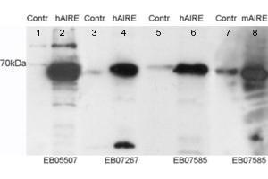 ABIN185643 staining (0. (AIRE 抗体  (Internal Region))