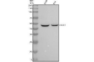 Western blot analysis of NR0B1/DAX1 using anti-NR0B1/DAX1 antibody (ABIN7605747).