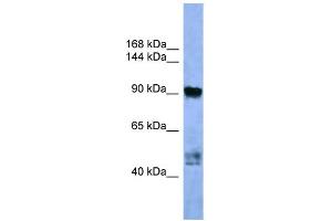 WB Suggested Anti-AP2A2 Antibody Titration: 0. (AP2A2 抗体  (C-Term))