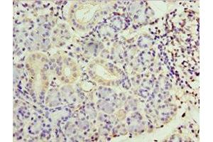Immunohistochemistry of paraffin-embedded human pancreatic tissue using ABIN7169410 at dilution of 1:100 (SMYD4 抗体  (AA 1-260))