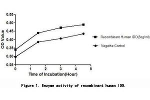 IDO (Indoleamine 2,3-dioxygenase 1) is a heme enzyme that catalyzes the first and rate-limiting step in tryptophan catabolism to N-formyl-kynurenine.