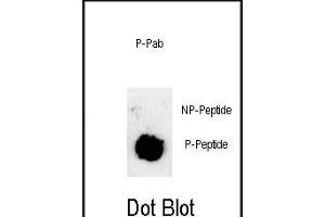 Dot blot analysis of anti-phospho-Sox2-p Phospho-specific Pab (ABIN650879 and ABIN2839822) on nitrocellulose membrane. (SOX2 抗体  (pSer251))