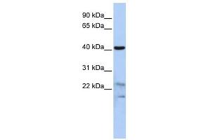 Secernin 2 antibody used at 1 ug/ml to detect target protein. (SCRN2 抗体  (N-Term))