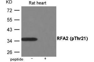 Western blot analysis of extracts from Rat heart using RFA2 (Phospho-Thr21) Antibody. (RPA2 抗体  (pThr21))